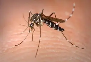 The Aedes albopictus mosquito found in the New York area