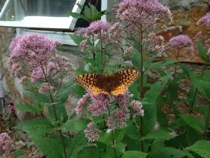A pollinating butterfly visiting a Joe-pye weed. (Photo by P. Doan)