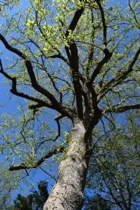 Magnolia 1