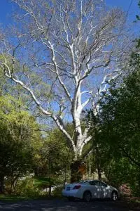 #1. The massive sycamore behind Foodtown in Cold Spring might be the largest tree in Philipstown. 