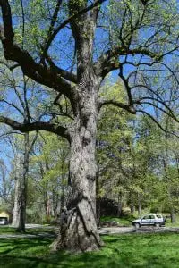 Tulip Tree