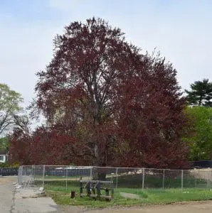 copper beech2