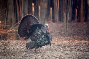 A tom turkey struts across a field in Oswego County. (Photo by Nancy Weaver Bookheimer)