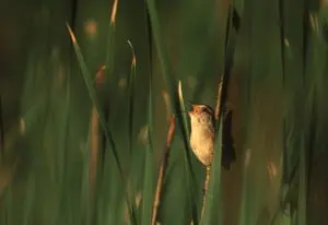A wren at Constitution Marsh (photo by Eric Lind) 