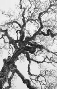 Reaching, by Cali Gorevic (photo provided) 