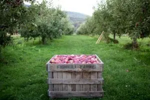 Gathering the apples at Fishkill Farm (photo provided)