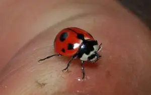 A nine-spotted ladybug discovered in Amagansett, N.Y.,  in 2011 by Peter Priolo, a volunteer with the Lost Ladybug Project. (Photo by Peter Priolo)  