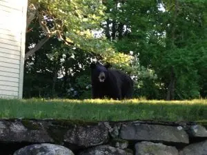Sarah Gurland took this photo near the corner of Chestnut and Wall streets.