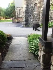 The Rev. Shane Scott-Hamblen spotted the bear at St. Mary's Church.