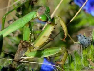 A praying mantis (photo provided)