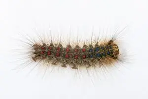 A gypsy moth caterpillar (photo by Didier Descouens)