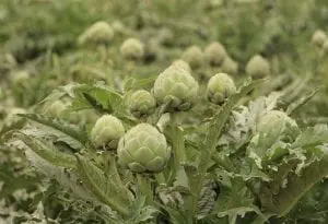 Artichokes grow well in California's cool coastal climate in the Salinas Valley. (Photo by M.A. Ebner)