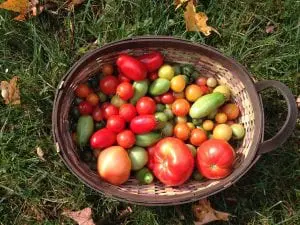 The last of the tomato harvest (Photo by P. Doan)