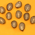 Persimmon seeds with shovels revealed.