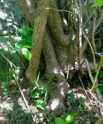 root flare