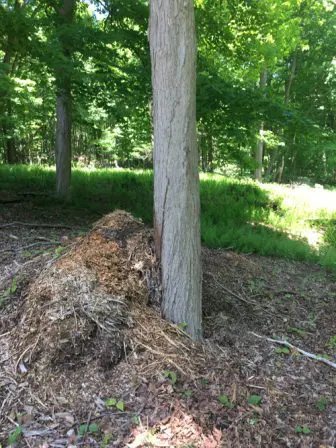 tree with wood chips