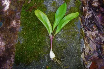 Ramps