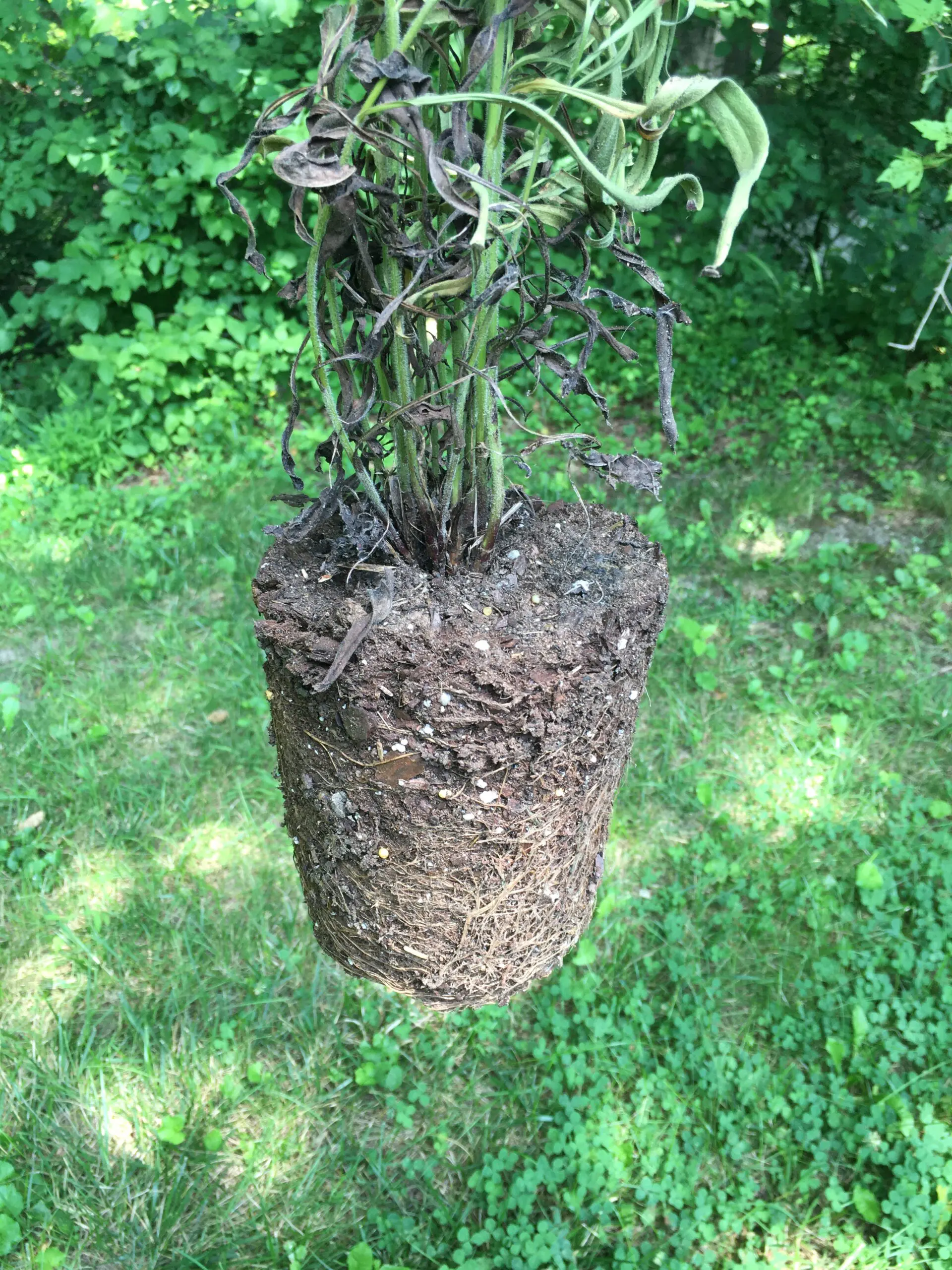 root-bound aster