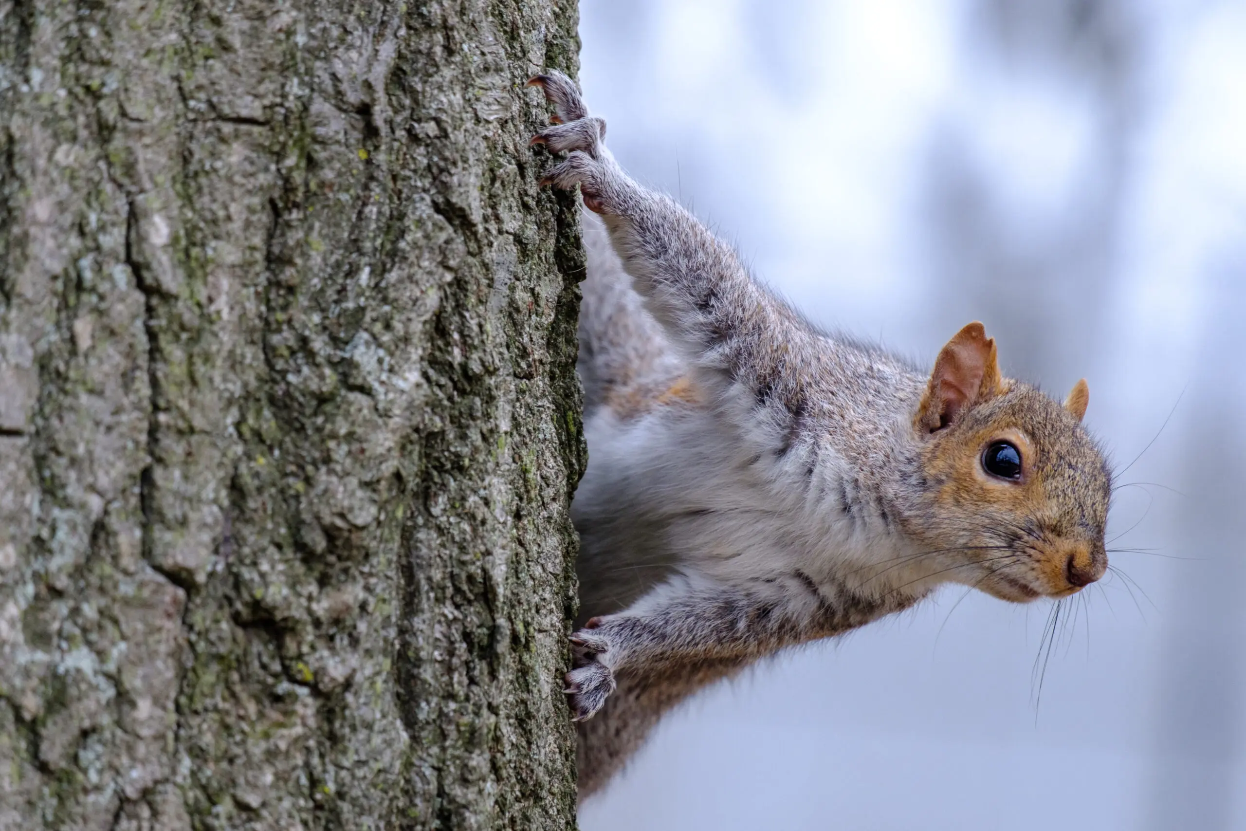 Gray squirrel looking while climbing a tree