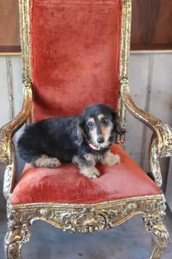 Lola, the Cro' Nest mascot, on her throne