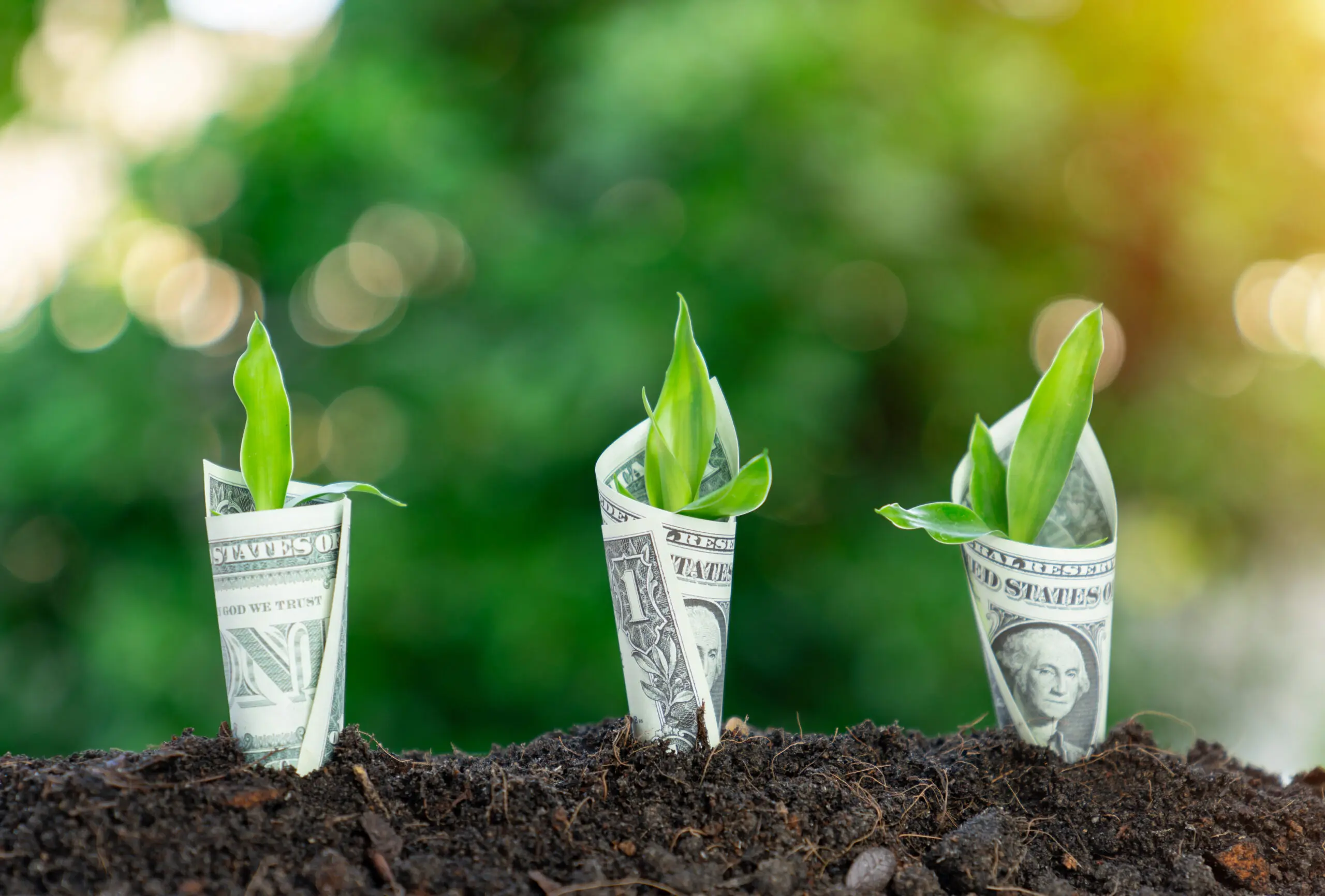 green dollar bill plants