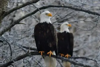 eagles