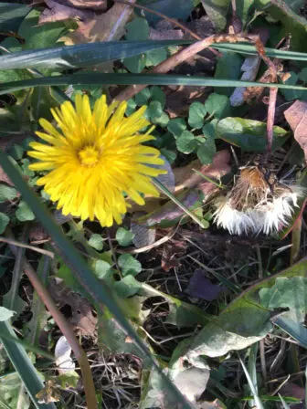 Dandelions blooming in December