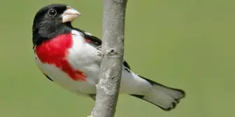 bird ID