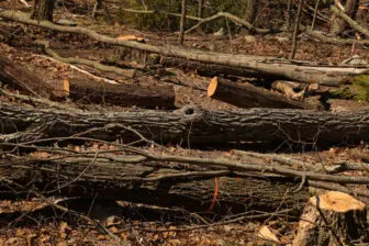 cut trees