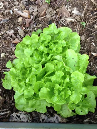 spring greens