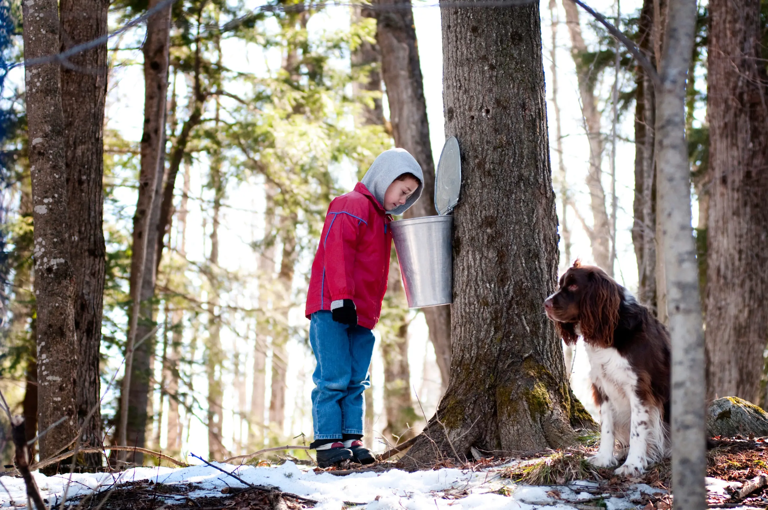 little boy looking in a maple sap bucket