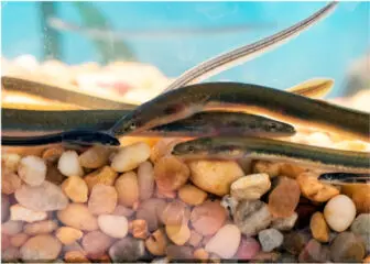 eels