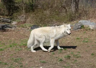 Alawa