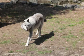 Zephyr, the third ambassador wolf