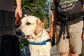 On walks, Penn stays connected to Hudson with a tether and harness.