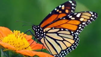 NATURE flight butterflies 1