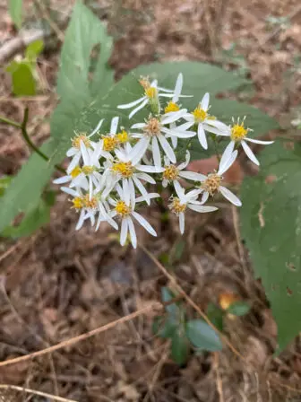 White wood asters