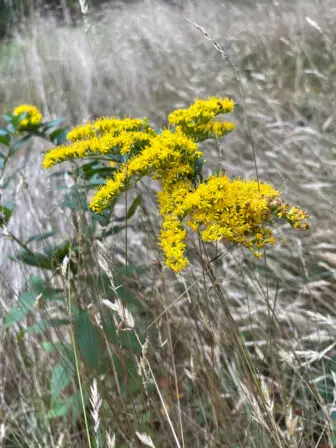 Wrinkle-leaf goldenrod