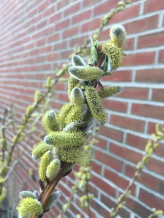Pussy willow catkins in spring; willows are a key species for insects and therefore, birds. Photo by P. Doan
