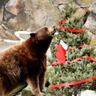 bear with christmas tree