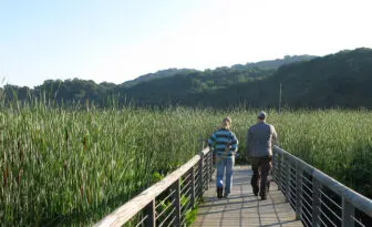 constitution-marsh