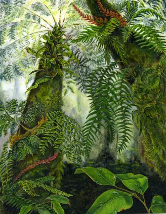 A painting by Chris Sanders of an Ecuadorian fern habitat in the collection of the New York Botanical Garden