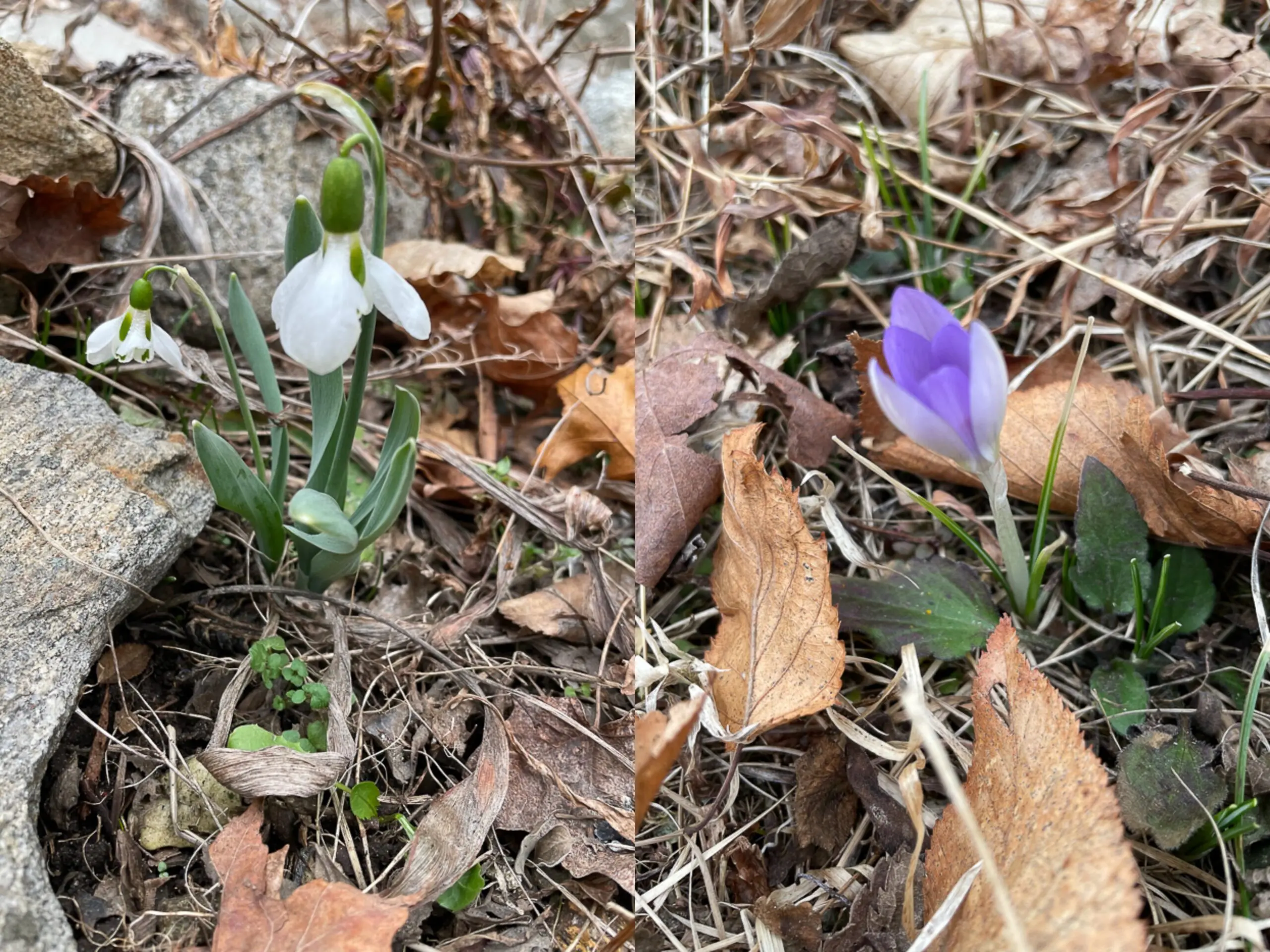 Even though there are signs of spring, like these snowdrop and crocus blooms, don't start planting yet. (Photos by P. Doan)