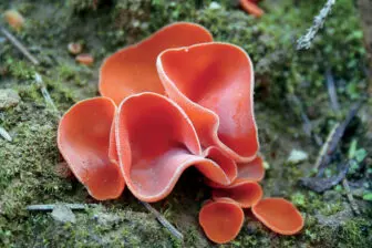 Mushroom: Orange Peel (Aleuria aurantia) (Photo by Holger Krisp)