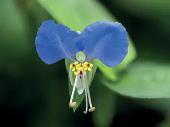 Wildflower: Asiatic DayflowerPhoto by Reinhold Möller