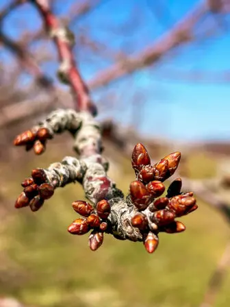 Cherry trees at Fishkill Farms setting up buds