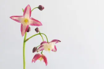 Blüte einer Elfenblume / Epimedium vor weißem Hintergrund