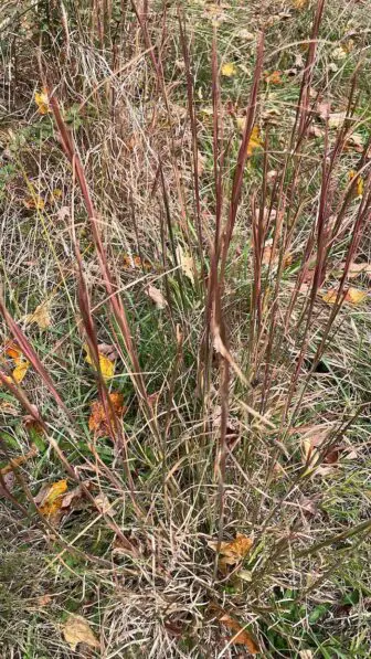 This broomsedge grass appeared in a field we stopped mowing. The native grass was in the soil's seed bank and if I collect it and grow it, it will be a local ecotype plant. Photo by P. Doan