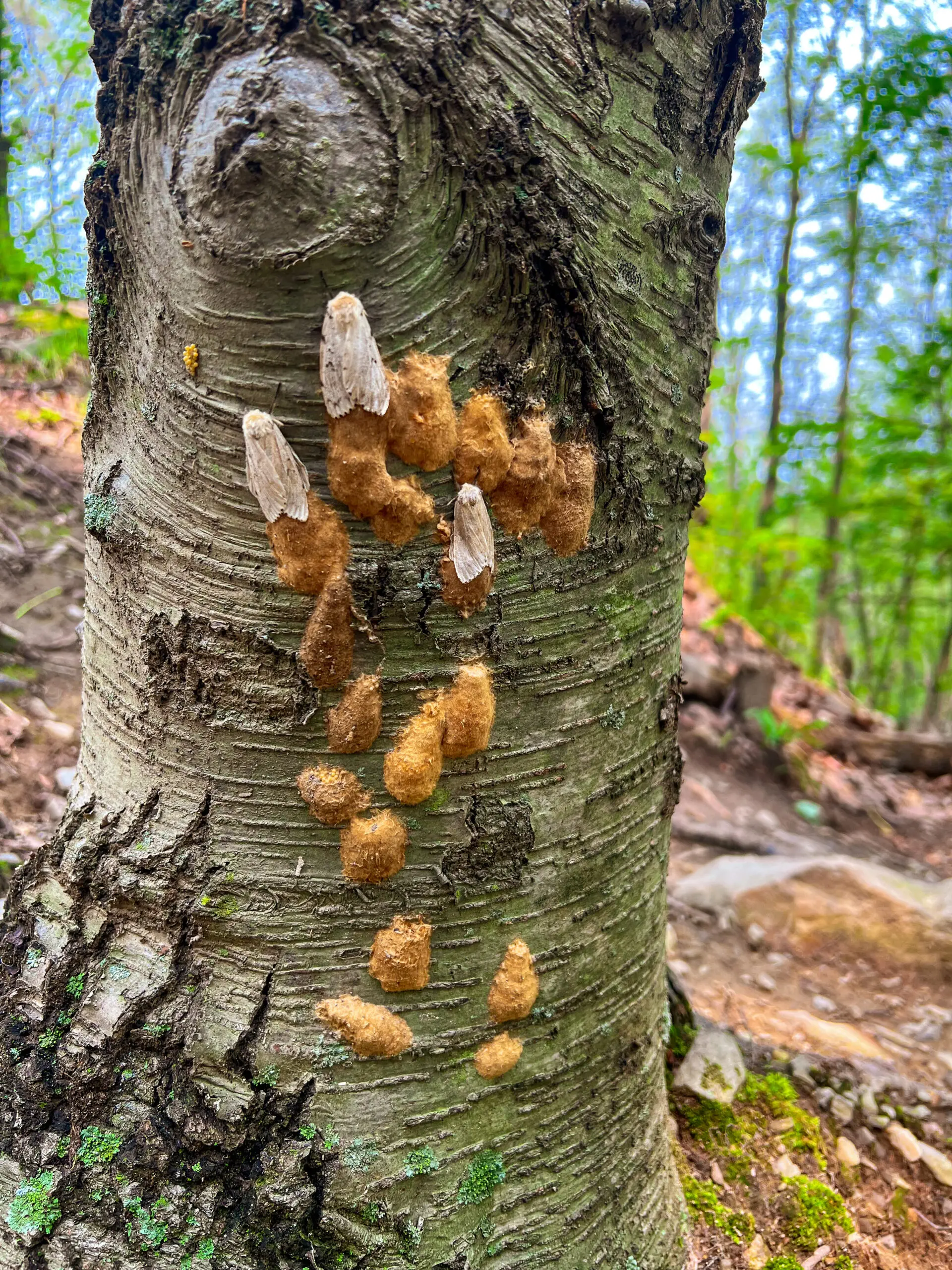 Female spongy moths laying eggs on Mount Beacon