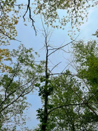 A tree on Mount Beacon, defoliated byspongy moth caterpillars